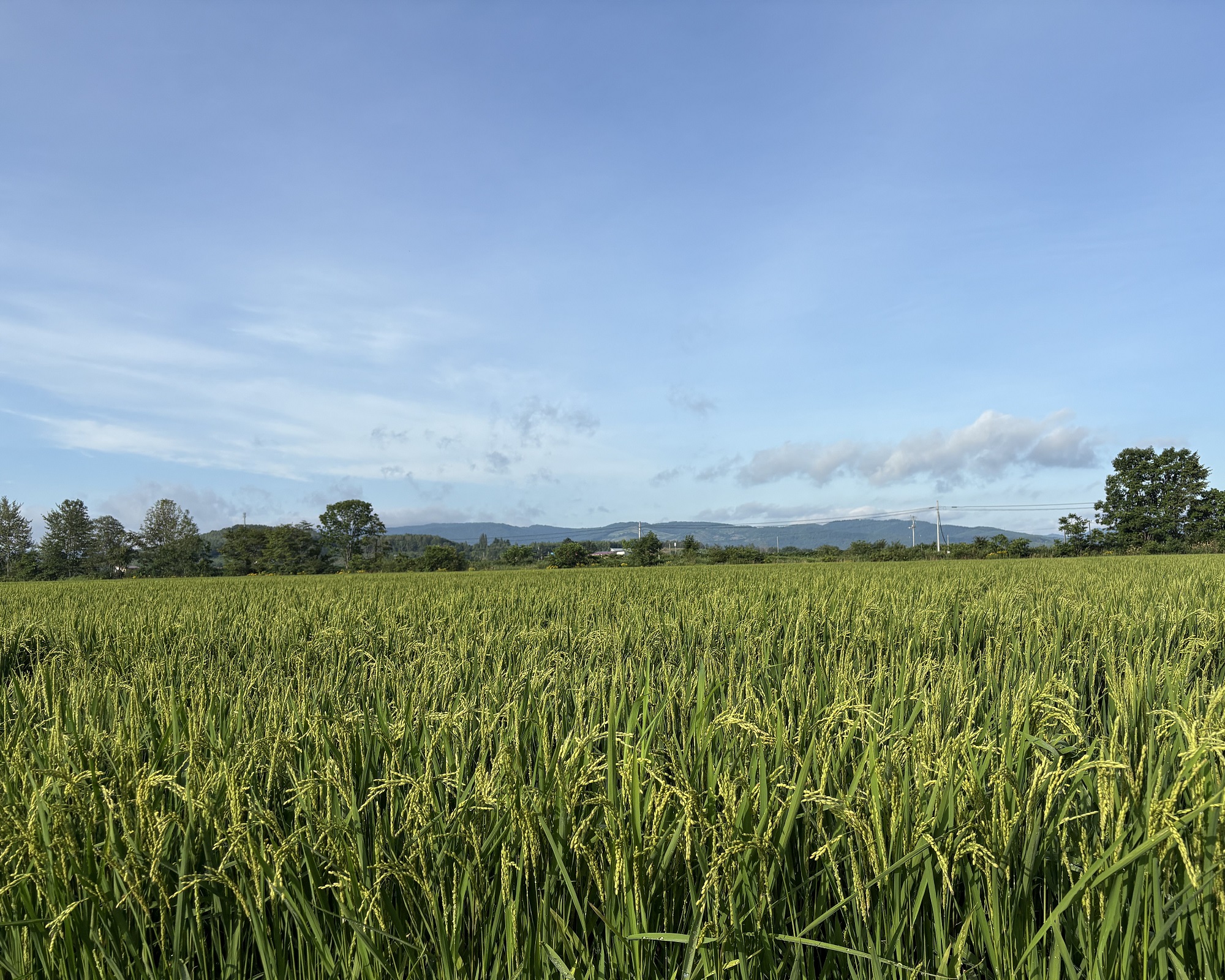 わっさむのおこめ「ゆめぴりか」10kg