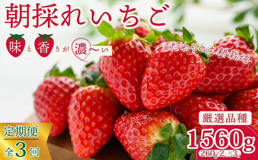 
            【先行予約】【定期便】厳選いちご 2パック×3回発送 |  3ヶ月連続 定期便 苺 イチゴ 大粒 いちご 1月発送 2月発送 3月発送 4月発送 いばらキッス ひたち姫 やよいひめ フルーツ 茨城県産 新鮮 朝採れ 糖度 酸味 品種 ひたち姫 甘い 濃厚 旬 採れたて 旬 産地 直送 フレッシュ ベリー 果肉 健康 果物 デザート 贈り物 食べ比べ 定期便 人気 檜山いちご園 茨城県 常陸太田市
          