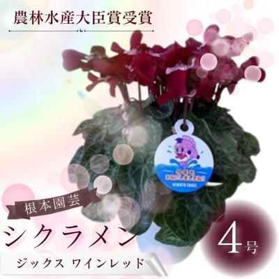 ふるさと納税 南相馬市 【2026年 先行予約】シクラメン ジックス ワインレッド 4号 | 根本園芸 aj003-ac