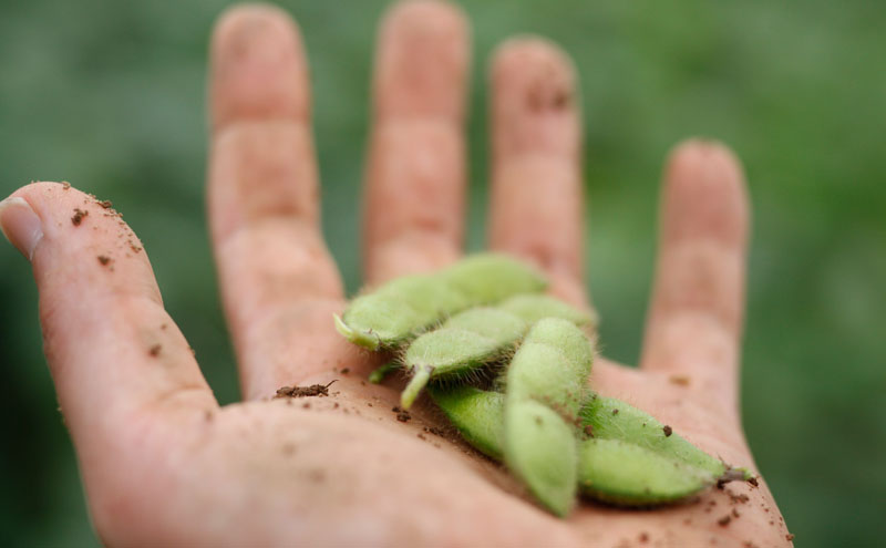 冷凍つまりちゃまめ 1.5kg（300g×5袋）冷凍枝豆　枝豆　茶豆