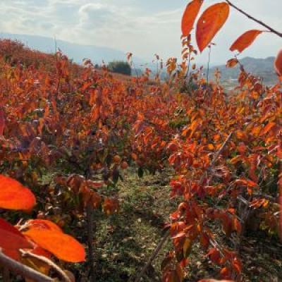 ふるさと納税 朝倉市 福岡県朝倉市産「志波柿(富有)」  M〜2Lサイズ×約10〜12個入 |  | 03