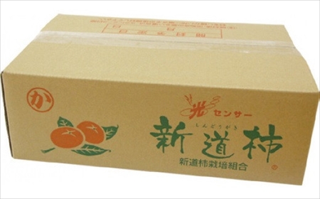 【先行予約・令和6年秋発送】とろける甘みの新道柿 5kg [B119]