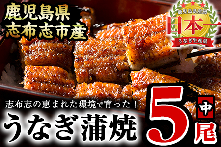 うなぎの大楠＜中＞5尾セット計650g(130g×5) うなぎ 鰻 ウナギ 5尾 国産 九州産 蒲焼き かばやき 冷凍 うな重 ひつまぶし タレ 山椒 真空パック ランキング 人気 c0-094