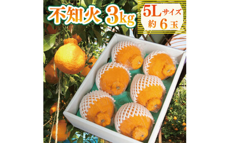 先行予約 不知火 約3kg 5Lサイズ 6玉 【 しらぬい 】