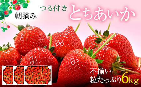 【訳あり】いちご とちあいか不揃い粒 2kg×3箱 計6kg ※2027年5月～発送