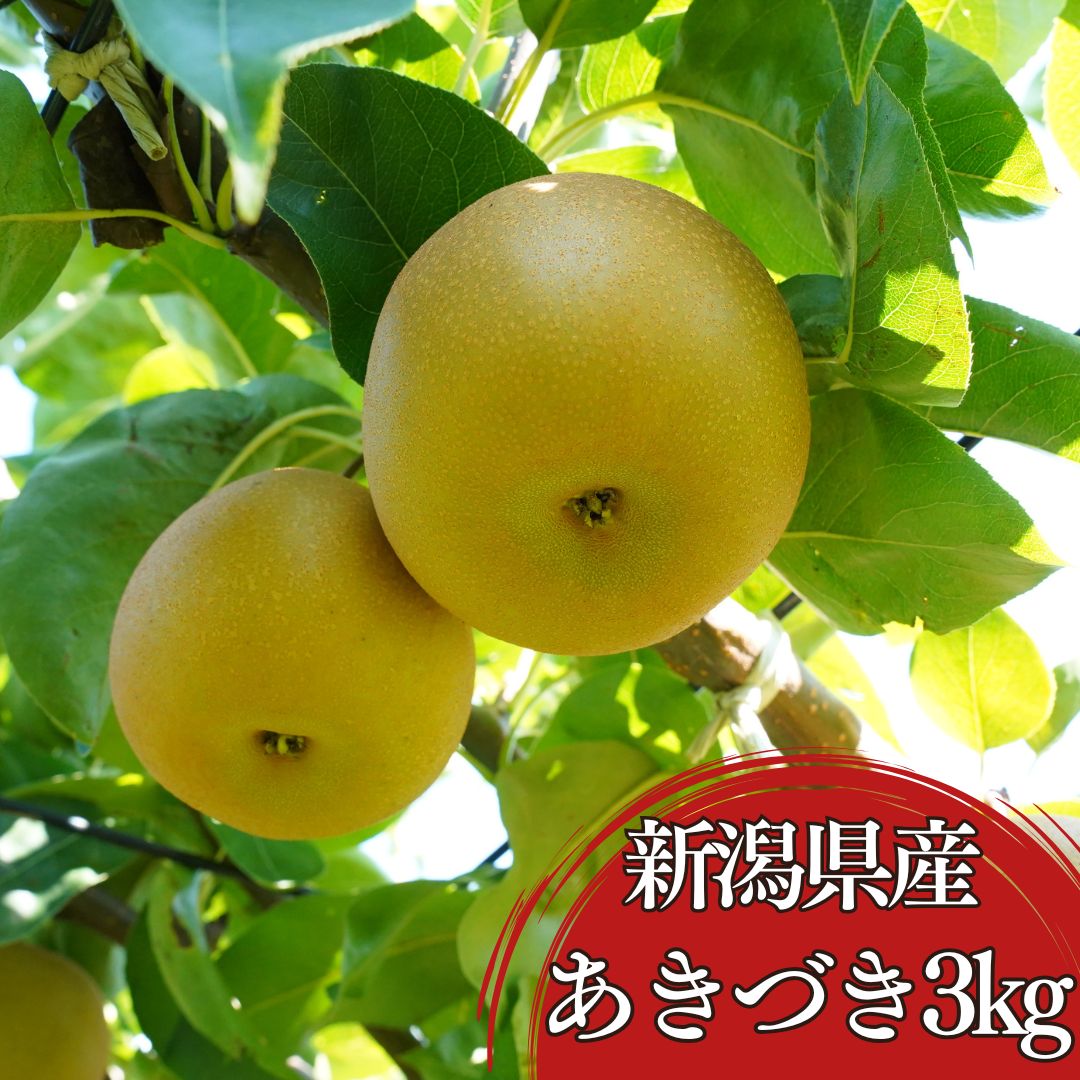 【ふるさと納税】和梨 あきづき 約3kg(5～9個) 新潟県産 梨 三条市 令和8年産 秋月 [小野里果樹園] 【010S787】