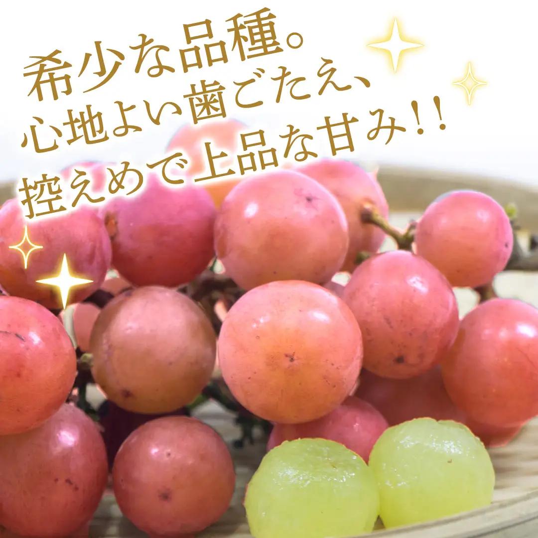 ゴルビー 約5kg(約8～12房)【2026年9月より発送開始】（茨城県共通返礼品 [ぶどう]：結城市産） │ ぶどう 赤ぶどう 高級 希少品種 大粒 甘い 果物 フルーツ 旬