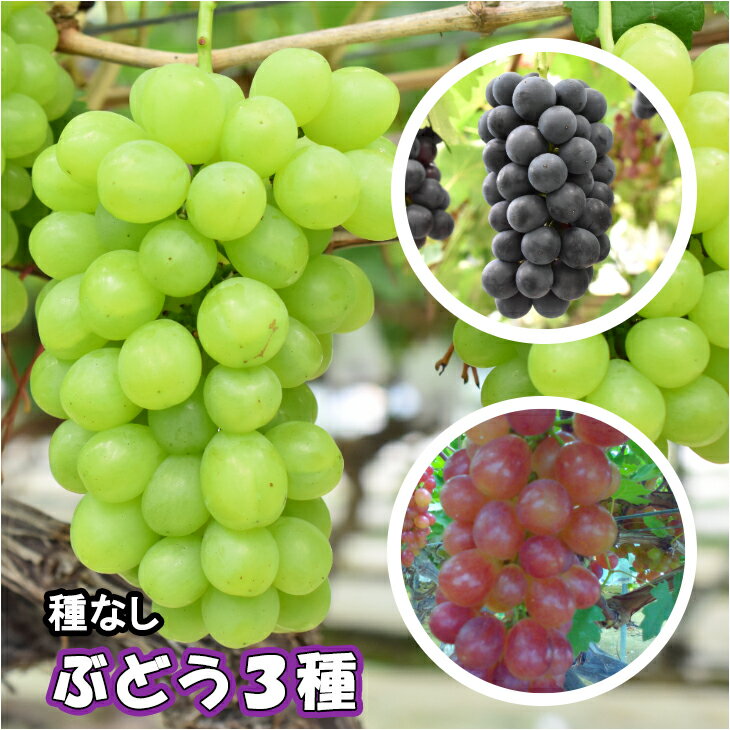 【ふるさと納税】＜予約受付！＞種なしぶどう おまかせミックス 《3品種詰合せ》（約3〜5房） 川源ぶどう園 完熟ぶどう 黒ぶどう 白ぶどう 赤ぶどう