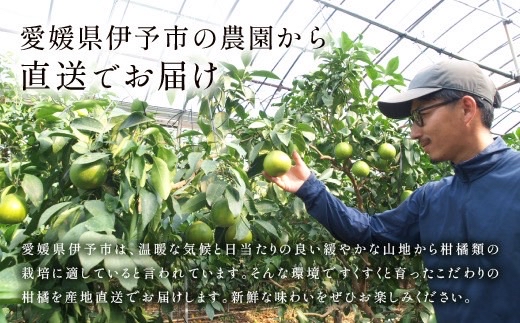 【2026年先行予約】みかん 愛果28号 約3kg M〜3Lサイズ混合 紅まどんな同一品種 【2026年11月下旬より発送予定】 愛媛 人気 柑橘 フルーツ 国産 おすすめ 伊予市｜B552