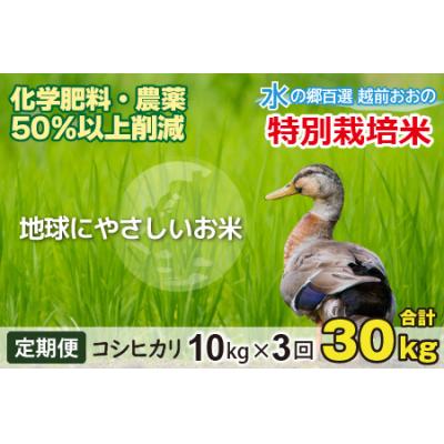 ふるさと納税 大野市 【令和7年産】【3ヶ月定期便】こしひかり 10kg × 3回 計30kg【白米】「特別栽培米」