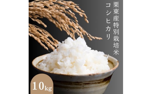 令和6年度産 栗東産特別栽培米　コシヒカリ　10キロ　特別栽培米 こしひかり 特栽米 米 お米 こめ コメ 白米 精米 近江米 栗東産米 ご飯 ごはん ゴハン 10kg 滋賀県 栗東市