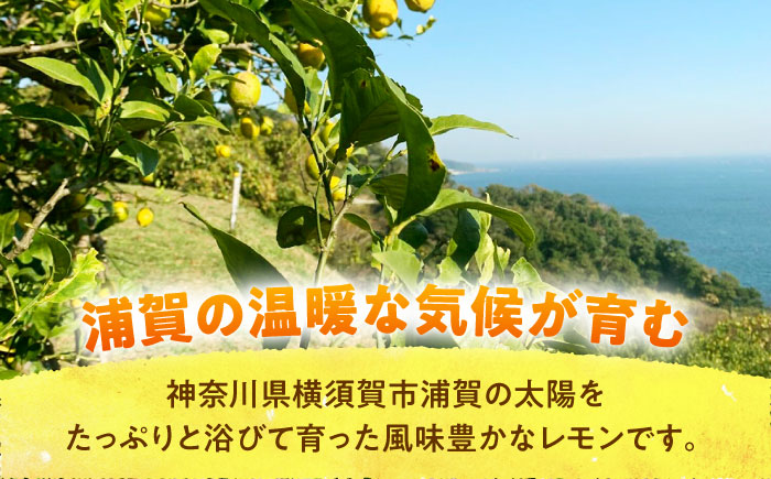 【先行予約】【数量限定】浦賀産 黄色レモン 5kg【ファーマシーガーデン浦賀】 [AKBG002]