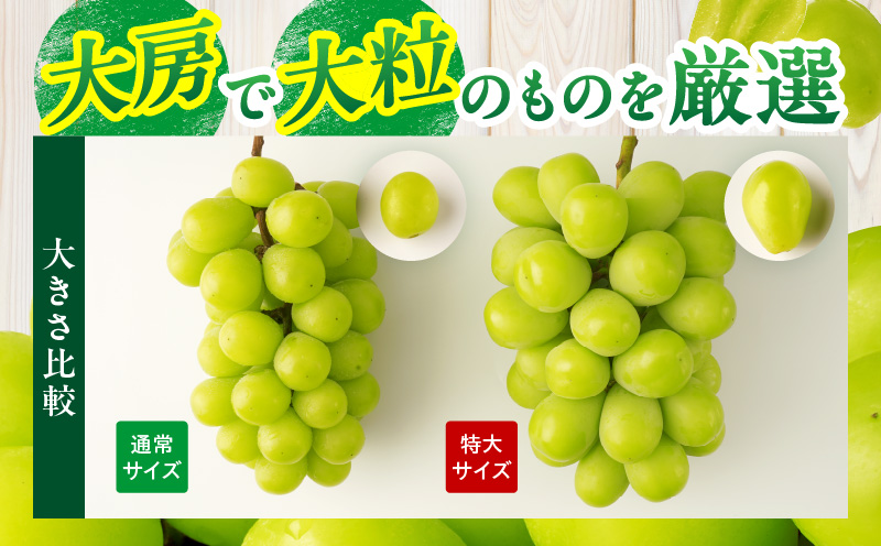【先行受付】訳あり 特大シャインマスカット1房 約750g マスカット ぶどう ブドウ 葡萄 訳あり 果物 フルーツ 人気 香川 香川県 三木町 特大 大房 大粒 厳選 種なし 皮ごと食べられる ジュ