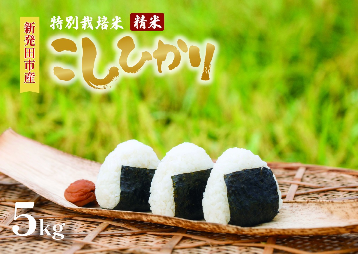 
            令和7年産 特別栽培米コシヒカリ 5kg 選べる 配送月 新米 先行予約 減農薬 特栽米 新潟県産コシヒカリ 新潟米 新発田産 新潟 米 させ農園 新潟県 新発田市 sase001_01P
          