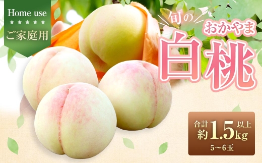 【 ご家庭用 】 旬のおかやま白桃 5～6玉 （ 約1.5kg以上 ） 桃 もも モモ 白桃 ピーチ フルーツ 果物 くだもの 果実 おやつ デザート スイーツ 岡山県産 国産 【 2026年7月上旬～8月下旬迄発送予定 】