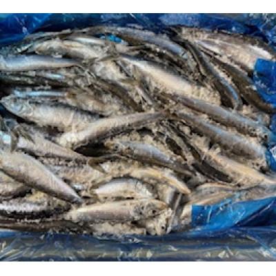 ふるさと納税 宮古市 冷凍真いわし 10kg |  | 01