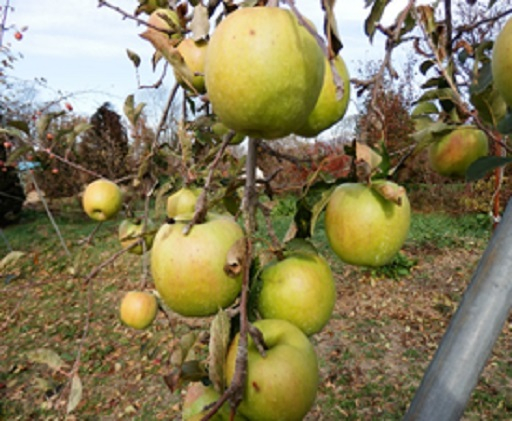 
            大森園のりんご（加工調理用　グラニースミス）約2.5kg入れの小箱（約6～9個） [№5915-0890]
          