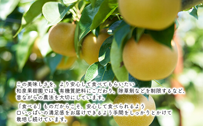 ルレクチェ 2kg 家庭用