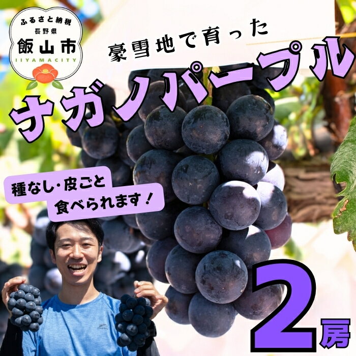 【ふるさと納税】 ＼ナガノパープル／ 先行予約 ナガノパープル 2房 約1kg《出荷時期：2026年10月〜》【長野 信州 飯山 ながのぱーぷる ぶどう 葡萄 種なし 皮まで食べれる 果物 フルーツ 新鮮 農家直送 産地直送 旬 おすすめ 高評価 ギフト 贈答用 】 (Bv-001)