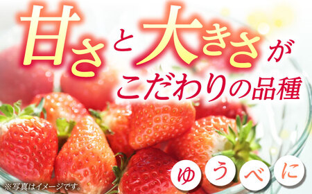 《3月より発送開始》 【3回定期便】 大粒いちご L～2L ゆうべに 2kg（8pc）【熊本ベリー】[ZER026]