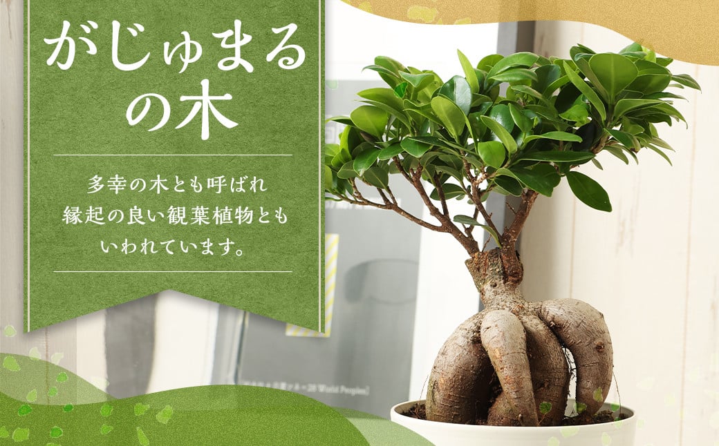 
            がじゅまるの木 観葉植物 ゴムの木 ガジュマル 植物 プラント 園芸 ガーデニング インテリア お家時間 癒し インドアグリーン 熊本 益城町
          
