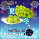 【ふるさと納税】＜25年発送先行予約＞【夏冬2回発送】山梨県笛吹市産 シャインマスカット定期便 約1.0kg 2〜3房入り ふるさと納税 シャインマスカット 笛吹市 国産 人気 期間限定 ぶどう ブドウ 葡萄 プレゼント 贈り物 ギフト 旬 果物 フルーツ 山梨県 送料無料 105-021