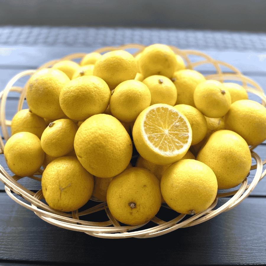 【もったいない！を食べよう】＜木負観光みかん園＞黄金柑5kg