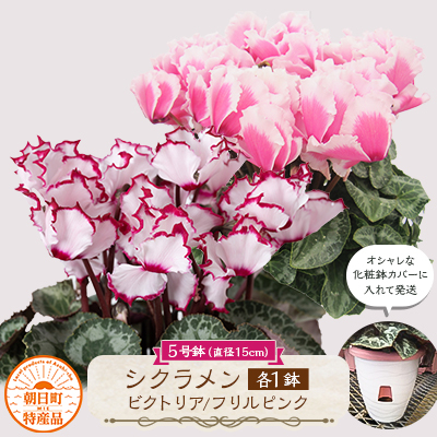 
                  過去に農林水産大臣賞等複数受賞…シクラメン　ビクトリア+フリルピンク5号鉢(15cm)×2鉢底面給水【1220894】
                