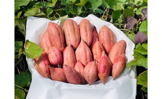種子島産安納芋５kg【安納芋 安納いも 焼き芋 焼芋 やきいも さつまいも スイーツ デザート おやつ 熟成 蜜 しっとり 甘い  鹿児島県 種子島 中種子町  種子島安納 N132】