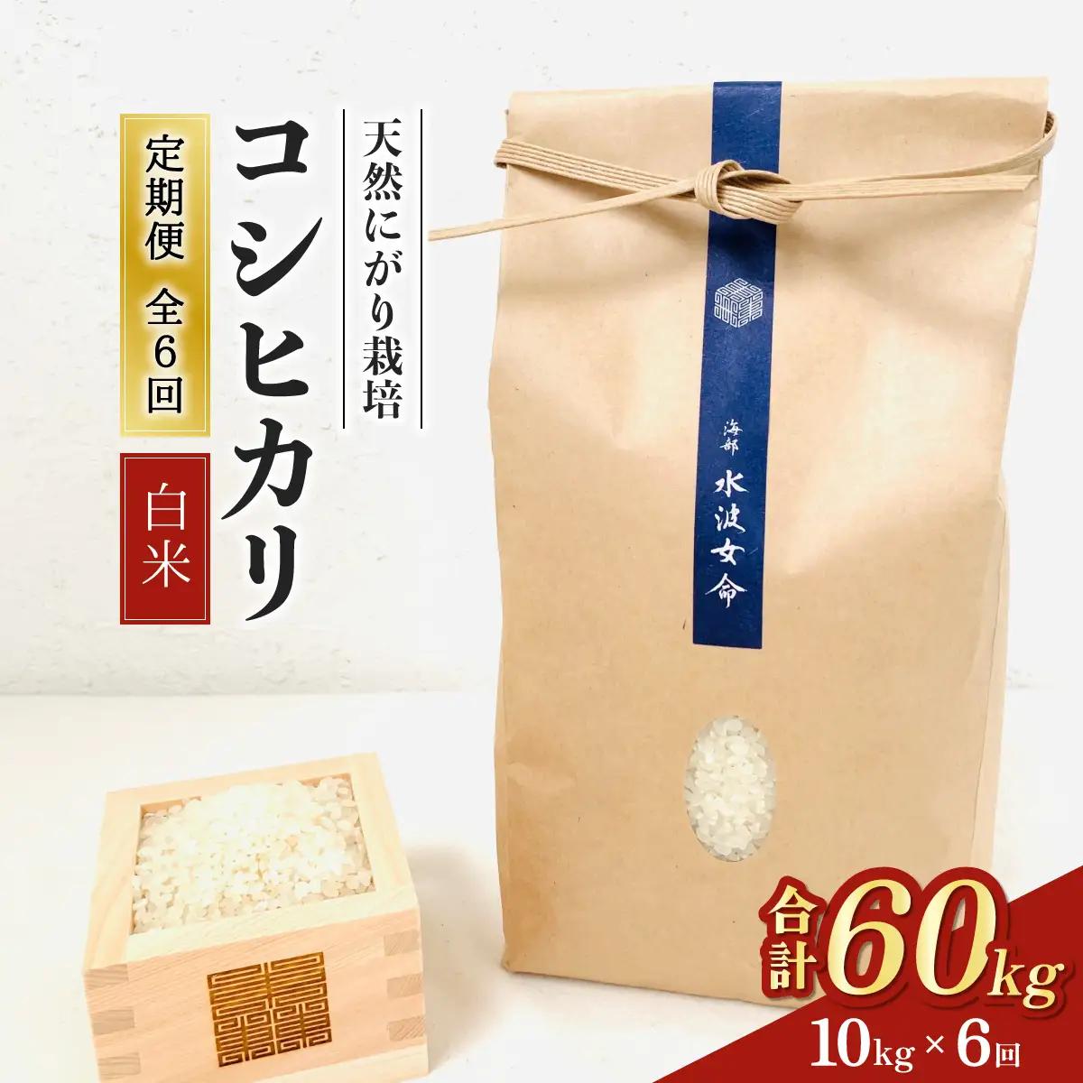 コシヒカリ白米 【定期便】10kg×６回 60kg 令和8年産 天然にがり栽培 こしひかり