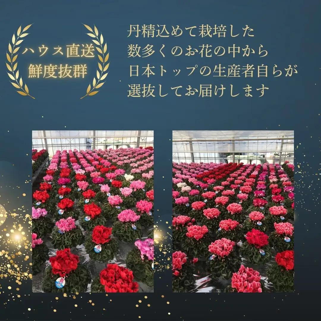【先行予約】シクラメン 色 おまかせ 6号鉢 根本園芸 花ギフト | シクラメン 農林水産大臣賞