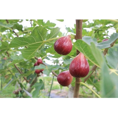 城陽特産たっぷり!うちだ農園coucou!の無添加ジャムセット＜120g×2種＞