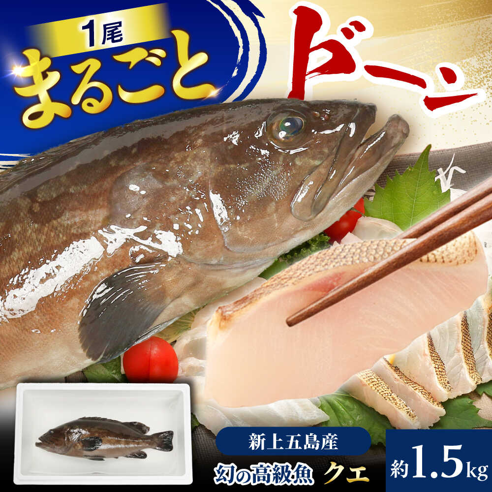 【ふるさと納税】【幻の超高級魚をご家庭で】養殖 クエ まるごと 1.5kg×1尾【豊建設株式会社】[RAE018]