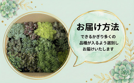 【セダム 多肉植物】12ポットセット