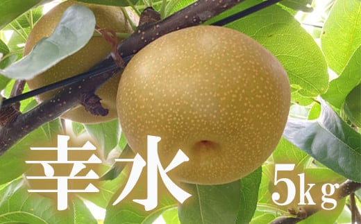 No.1714梨　なし　幸水　約5kg　【2025年発送】