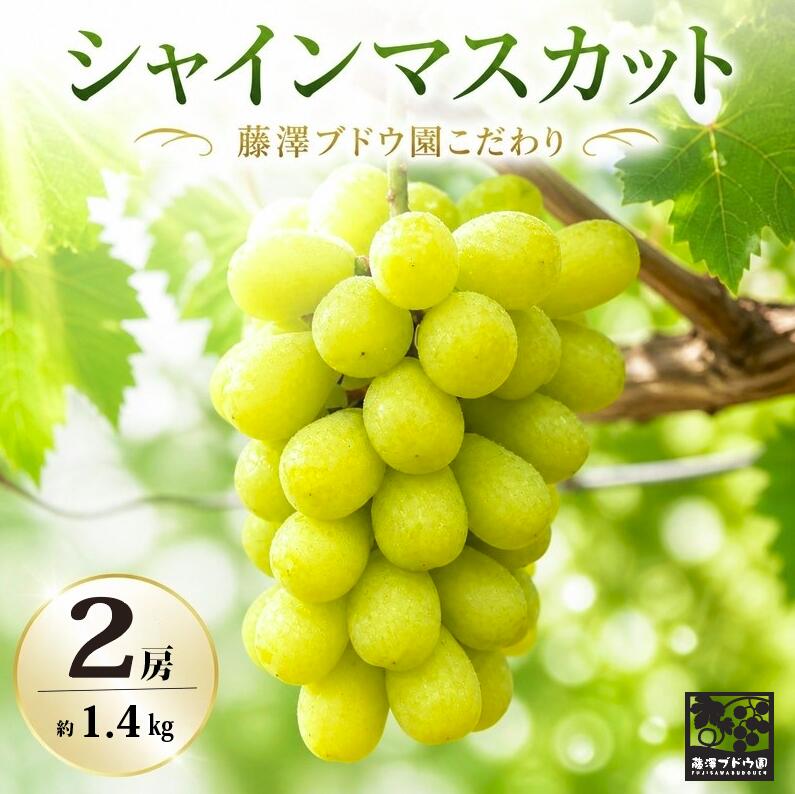 【ふるさと納税】【 藤澤ブドウ園 】 こだわり の シャインマスカット ( 選べる 内容量 ) 2026年産 1房 2房 ぶどう ブドウ 葡萄 フルーツ