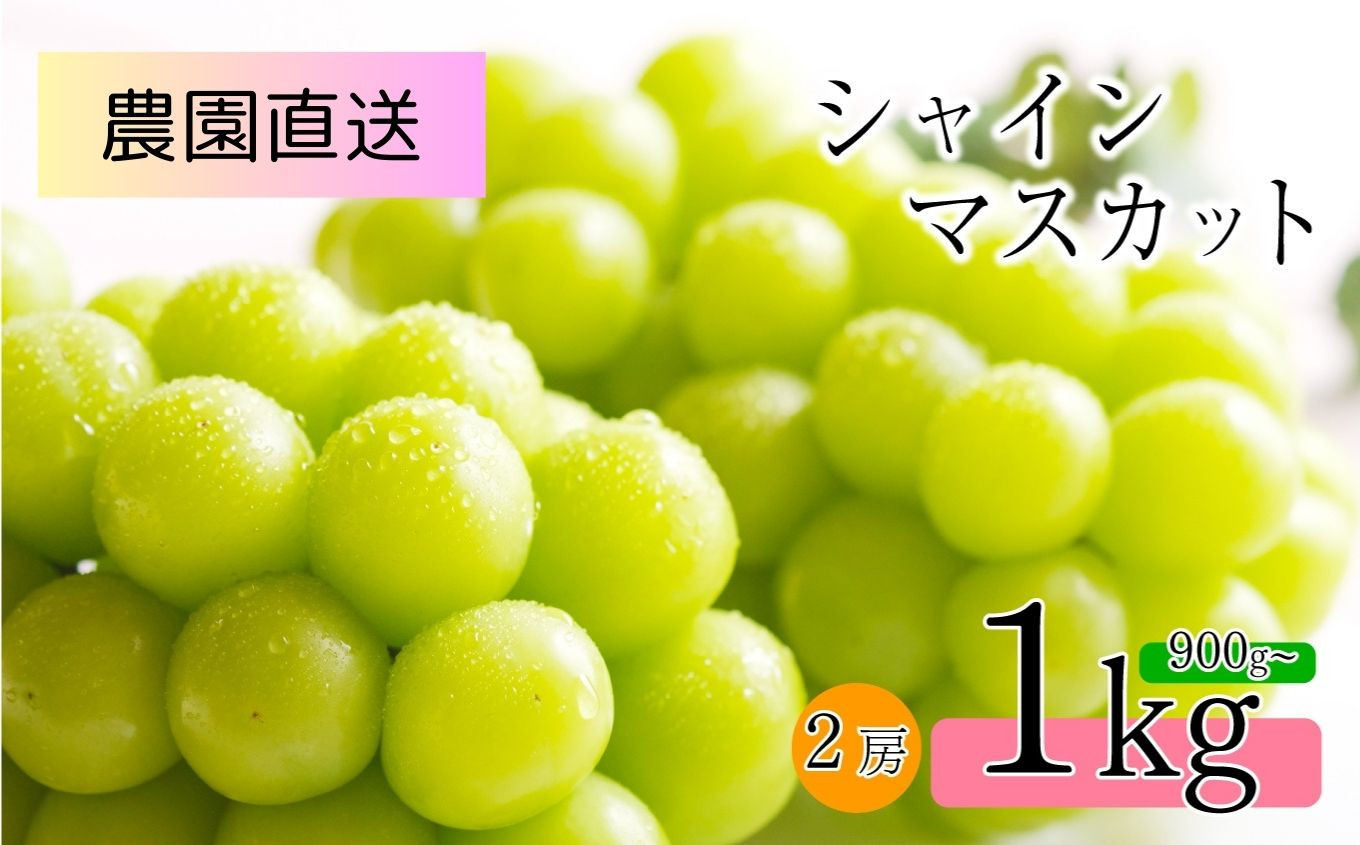 
            2025年 先行予約 朝摘み シャインマスカット 900g ～ 1kg 2房 島田農園 |  果物 フルーツ ぶどう 葡萄 ブドウ 白ぶどう マスカット シャインマスカット  朝採り 新鮮 朝 摘み 種無し 種なし 皮ごと 特産品 信州 千曲市 先行予約
          