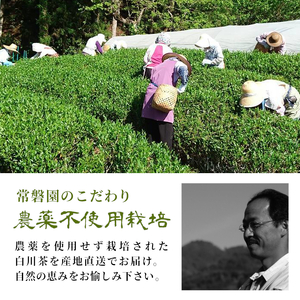 農薬不使用！煎茶 おくみどり 100g 常磐園 美濃白川茶 日本茶 緑茶 茶葉 