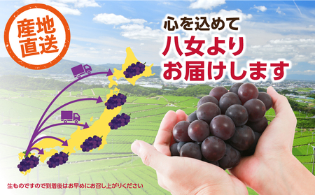 種なし 巨峰 1.4kg（350g×4パック）【ＪＡふくおか八女】｜7月上旬～8月上旬発送予定 002-006