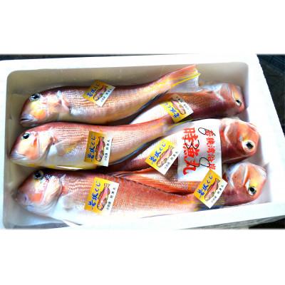 ふるさと納税 小浜市 さくらいろのごちそう・高級漁・若狭ぐじのねっとり甘い旨味を更に羅臼昆布で凝縮した昆布締め |  | 02