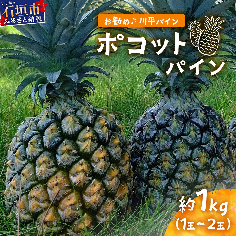 【ふるさと納税】【予約受付】ポコットパイン1kg（1～2玉）《お勧め♪川平パイン》《2025年5月～7月頃順次発送》KN-3