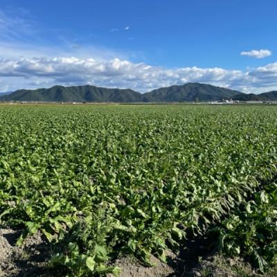 ふるさと納税 藍住町 【3袋セット】阿波の千枚漬 計300g　ほどよい甘酸っぱさと昆布の旨味　パリッ!シャキッ!食感 |  | 03