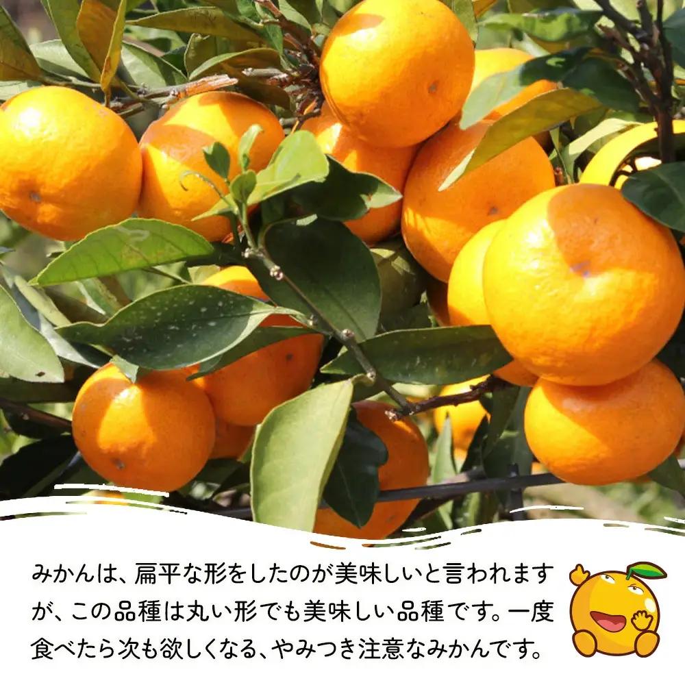 温州みかん 野果樹園 石地温州 みかん 5kg | 津久見市