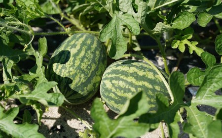 〈予約受付〉2027年発送 予約 中玉すいか 虎太郎西瓜 2玉 夏 風物詩 すいか 甘い すいか2玉 スイカ ジューシー 鈴良農園 愛知県 碧南市 送料無料 H141-016
