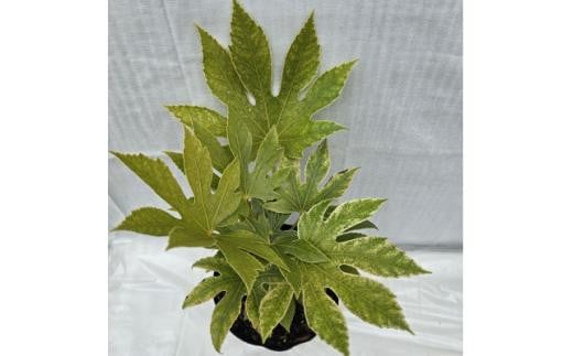 日陰で育つ綺麗な植物 斑入りヤツデ 紬絞り