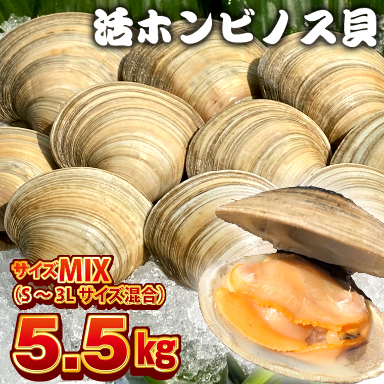 BK-10MIXx 漁師直送！活ホンビノス貝5.5kg（サイズミックス）