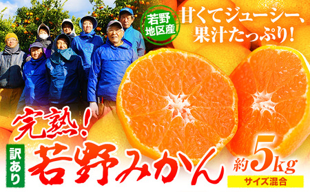 訳あり みかん 5kg 完熟 若野みかん 約5kg サイズ混合 圦本農園 