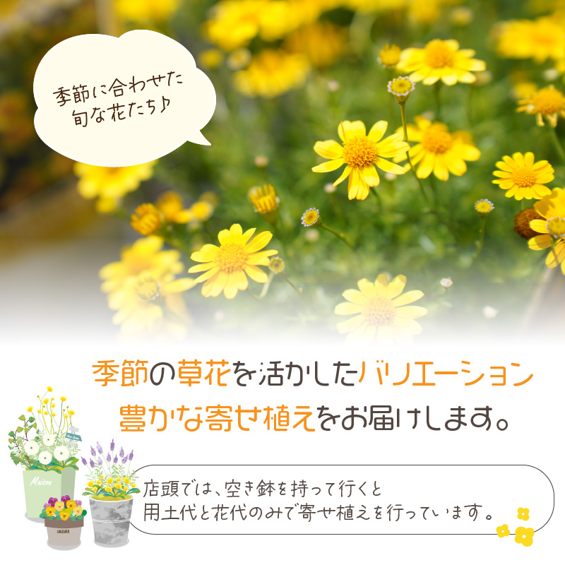季節の花の寄せ植え 30cm鉢【005D-007】