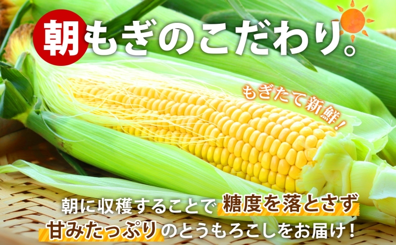 北海道 朝もぎ とうもろこし 恵味 ゴールド L-LLサイズ 20本 スイート コーン トウモロコシ とうきび 旬 完熟 野菜 採れたて 朝採り 甘い めぐみ 産地直送 道産 栗橋農園 送料無料