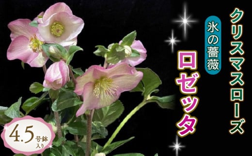 【先行予約】 花 クリスマスローズ 鉢植え 氷の薔薇 ロゼッタ 開花株 4.5号 クリスマス 冬 季節 ガーデン ガーデニング 庭 贈答 プレゼント ギフト 植物 2025年12月中旬より発送開始 オンライン決済限定 [5667479]